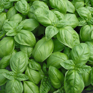 印度甜罗勒 纯精油10ml