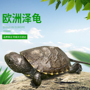 欧洲泽龟水陆两期龟中小龟可冬眠活体呆萌观赏龟包邮纯种龟苗迷你