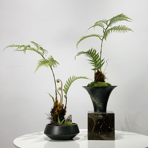 新中式简约意境造景仿真金丝猴蕨金毛蕨树绿植禅意茶室茶桌样板间