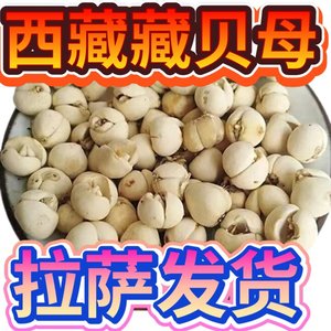 西藏野生藏贝母50g中药材正品非四川川贝母大粒藏贝二送一三送二