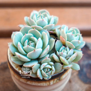 多肉玩家 进口多肉植物 奶油玫瑰 多头群生 状态好 盆栽一物一拍