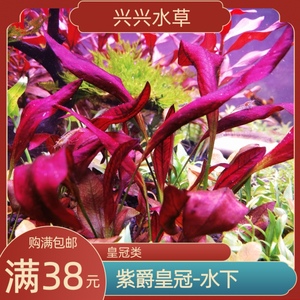 紫爵皇冠水草