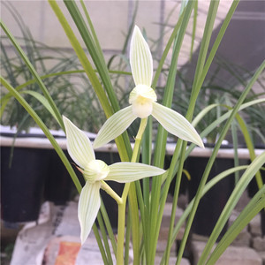 昕盛兰花苗莲瓣兰素花传统老种碧龙玉素四季室内阳台好养盆栽绿植