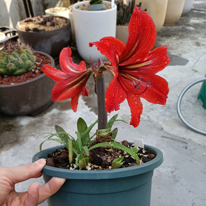 朱顶红 米克斯 球根花卉 百合科 群生开花球(一物一拍)