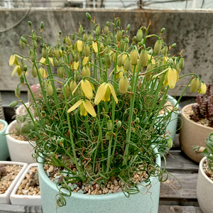 多肉植物 天门冬天门冬科 细叶弹簧草 球根植物 夏季休眠