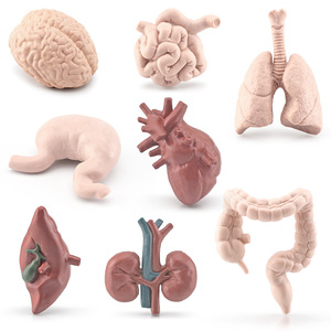 仿真科教人体器官模型大脑心脏肺肝脏胃大肠小肠肾脏静态摆件玩具