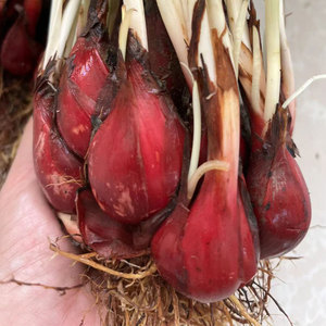 野生葱头