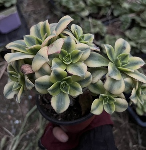 特价精品多肉植物法师星爆老桩群实物拍摄