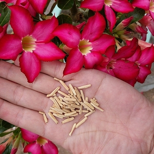 玫瑰花种子开花