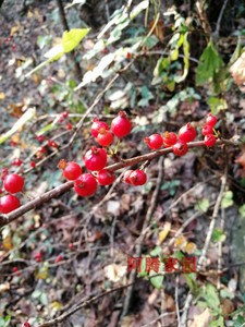 观果绿植红茶藨子野醋栗红果茶藨盆栽盆景素材【非食用红醋栗】