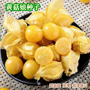 正宗黄菇娘种子甜菇娘灯笼果黄金莓小黄姑娘儿特好吃味道甜种籽孑