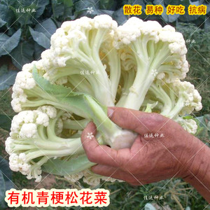 松花菜种子大全 有机青梗松散花椰菜籽 65/80/100/120天 耐热耐寒