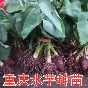水芋头种苗重庆农家自种新鲜粉糯水芋仔粉玉儿苗20珠包邮成活率高