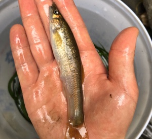 溪鱼尖头鱥活体木叶鱼拉氏鱥土鱼油鱼柳根鱼苗原生冷水鱼包成活