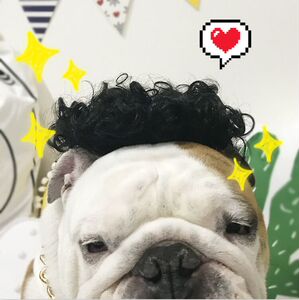 狗狗爆炸头饰发饰假发头套英斗 法斗恶霸犬巴哥金毛搞笑 宠物饰品
