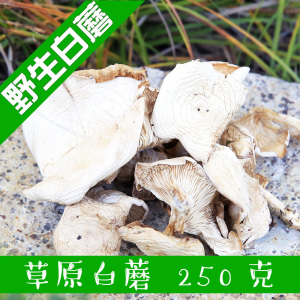 草原白蘑菇东北特产大兴安岭野生蘑菇黑龙江特产250g皱柄白马鞍菌