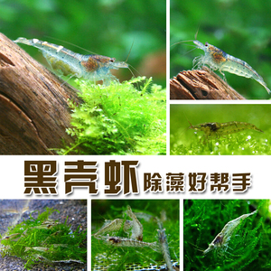 黑壳虾 清洁虾 水族箱水草缸除藻虾 观赏虾 活体宠物虾