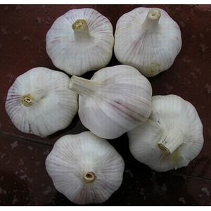 东北辽宁开原农家大蒜头,新品种多瓣大蒜头10.9一斤,拍五斤包邮