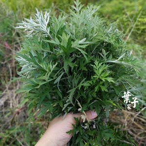 野生艾草纯露250ml淡化黑眼圈紧致控油去眼袋防蚊去痱