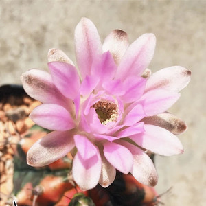 维少 实生绯牡丹 仙人球大花防辐射办公室绿植花卉盆栽满包邮