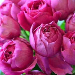 梅子布丁月季红色强香灌木切花月季花苗 大花浓香勤花日月庭院花