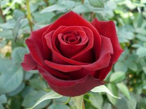 自由女神月季正红色切花蒂禾玫瑰园月季花苗