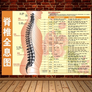 脊椎全息图脊柱相关疾病示意图人体骨骼脊椎健康速查表中医墙贴画