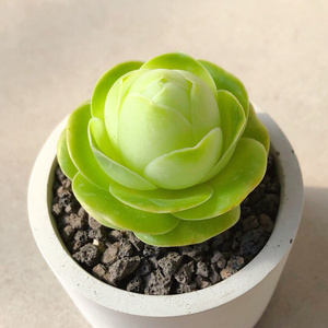 精品鸡蛋玫瑰多肉植物花卉盆栽四季好养可含原盆原土发货小盆栽