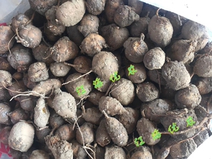 海门食用农产品中国大陆特产 本地细皮小香芋 罗汉参