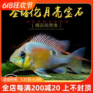 圣塔伦黄腹月亮宝石南美慈鲷温顺易养原生食土鲷热带鱼观赏鱼活体