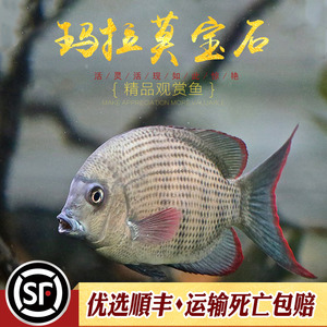 马玛拉莫宝石慈鲷鱼南美热带观赏鱼龙鱼大型配鱼中层鱼鲷科鱼活体