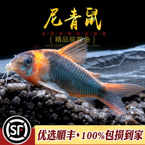 尼青鼠南美嘢生进口老鼠鱼人工f1尼格罗委内瑞拉青鼠黑鼠鱼活体鱼