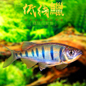 低线鱲滇西云南缅甸越南淡水观赏鱼长鳍马口宽鳍鱲原生冷水鱼活体