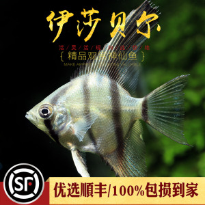 【伊莎贝尔鱼】伊莎贝尔鱼品牌,价格 - 阿里巴巴