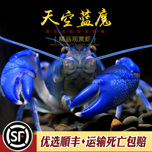 天空蓝魔鳌虾人工天空蓝螯虾高端观赏龙虾澳洲淡水大型宠物虾活体