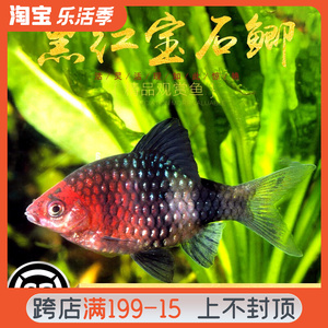 黑红宝石鲫鱼东南亚淡水鱼彩虹热带观赏鱼稀有品种红黑熊猫鲫活体