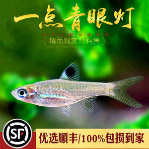 一点青眼灯鱼东南亚进口水草缸小型灯科鱼群游效果好蓝眼青眼灯鱼