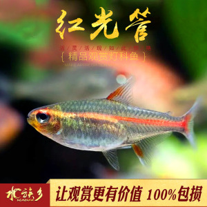 红光管鱼玻璃霓虹灯热带观赏鱼水草缸热带群游小型红灯管灯鱼活体