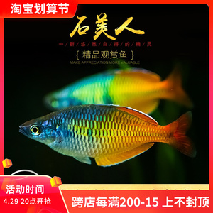 fangzong2010淘宝石美人热带鱼红苹果红尾黄金美人鸽子蓝电光彩虹