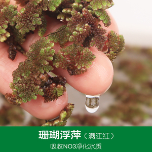 珊瑚萍水草植物淡水鱼缸浮萍净化水质降温除油膜微景观植物满江红