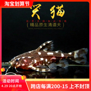 哭猫鱼热带底栖鱼斑点鲶科鱼笑猫爱吃垃圾清理鱼缸残渣工具鱼活体