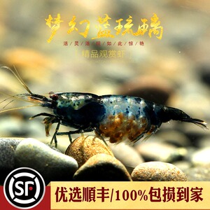 梦幻蓝琉璃虾草缸宠物淡水米虾观赏虾红水晶大琉璃除藻工具虾活体