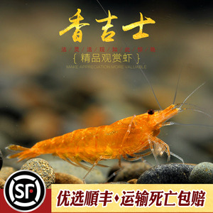 香吉士虾小型除藻工具虾观赏虾樱花极火桔米虾抱卵宠物橘米虾活体
