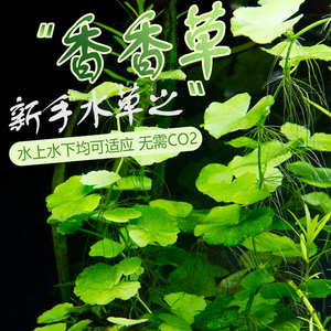 香香草淡水阴性水草鱼缸漂浮植物造景水上水下水面水陆雨淋缸活体