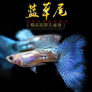 [水族乡]蓝草尾精品孔雀鱼 热带观赏纯种日本兰草尾缎带宠物活体