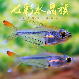 七彩水晶旗南美热带稀有迷你小型灯鱼水晶灯鱼草缸群游热带鱼活体