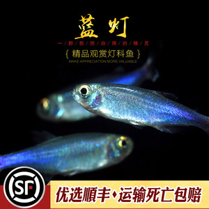 蓝刚果灯鱼小型热带观赏鱼水草鱼缸七彩闪光蓝线灯科淡水群游活体