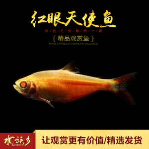 [水族乡]红眼天使鱼 红十字天使红尾红眼金十字活体淡水观赏小鱼