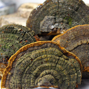 天然野生 桑黄 暴马丁香桑黄 槐耳鲍氏层孔菌 真菌长白山野生真菌