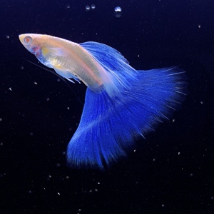 日本蓝白子蓝白孔雀鱼三角尾大背大尾撑天空蓝淡水观赏鱼纯种孕母